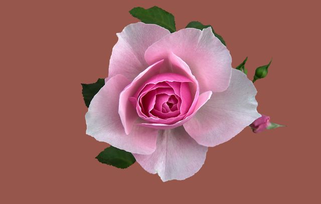 Close-Up of Beautiful Pink Rose Bloom on Brown Background - Download Free Stock Photos Pikwizard.com