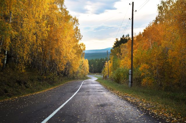 Image shows a tranquil, winding road through an autumn forest with vibrant fall foliage and wet asphalt. Ideal for themes of travel, nature, serene outdoor scenes and autumn beauty. Useful for articles, blogs, posters, and websites focused on fall season, road trips or nature landscapes.