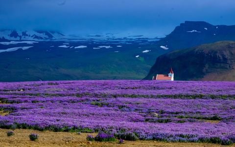 Remote church amid vast purple lupines with mountain view