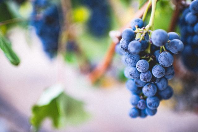 Detailed close-up of vibrant blue grapes hanging on vine in vineyard. Ideal for use in agricultural projects, promotions for wineries, organic produce advertisements, or nature-themed designs. Capture essence of harvest time and evoke senses of freshness and natural beauty.