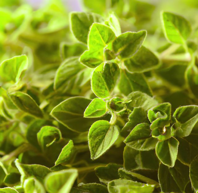 Vibrant close-up of fresh green oregano leaves bathed in natural light. Useful for culinary blogs, agricultural publications, natural food product advertisements, or any content related to gardening and herb cultivation.