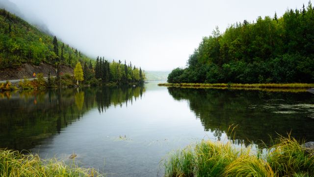 Serene Lake Reflecting Lush Green Forest with Misty Sky - Download Free Stock Photos Pikwizard.com