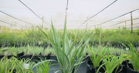 Sustainable gardening with spiky-leafed plants in greenhouse
