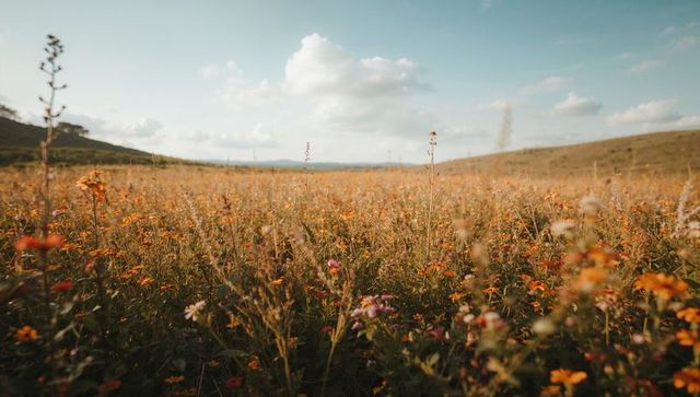 Sunlit wildflower meadow stretching across rolling hills with orange blooms swaying