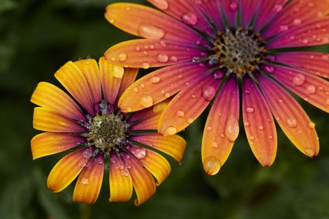 Vibrant African Daisies After Rainfall