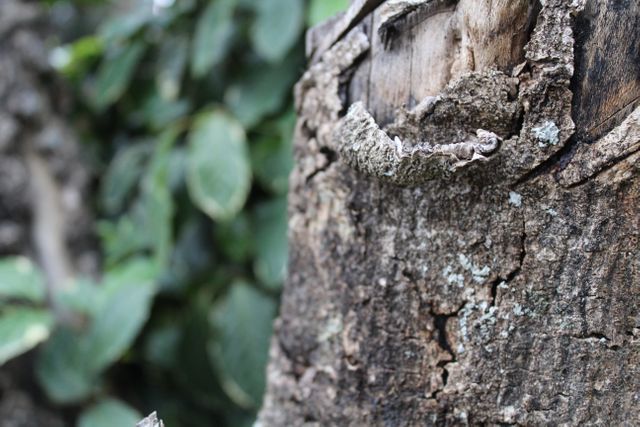 The close-up of weathered tree bark showcases detailed textures and lichen growth, emphasizing a rustic and natural aesthetic. Ideal for illustrating concepts of nature, decay, rejuvenation, and ecosystems in environmental projects, educational materials, or background images emphasizing texture.