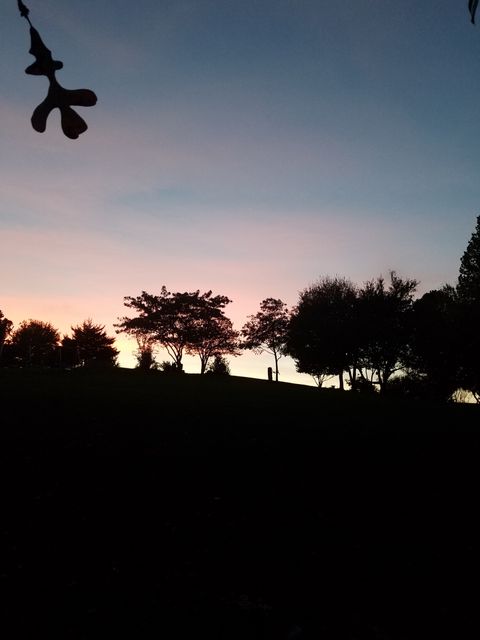 Silhouette of Trees at Sunset in Scenic Park - Download Free Stock Images Pikwizard.com