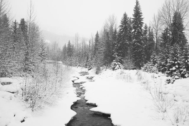 This picturesque scene captures a tranquil winter wonderland with a snow-covered forest and a flowing stream. The evergreen trees and the icy stream create a serene and peaceful atmosphere, perfect for winter-related themes. Ideal for promoting outdoor activities, winter holidays, greeting cards, winter calendars, nature photography exhibitions, and backgrounds for seasonal advertising.