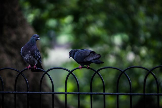 Two pigeons perched on a black metal fence with a lush green park background. The scene captures a peaceful moment in urban nature, ideal for illustrating themes of wildlife, serenity, and outdoor life. Suitable for use in environmental projects, park and recreation promotions, birdwatching materials, and urban wildlife studies.