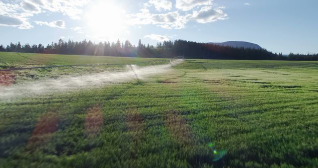 A sprinkler system is watering a lush green field under a clear sky, with the sun casting a warm glow and creating lens flares. Efficient irrigation methods like this are crucial for maintaining agricultural fields and ensuring crop health.