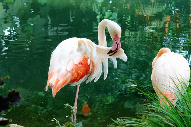 Graceful Flamingos in Tranquil Pond - Download Free Stock Photos Pikwizard.com
