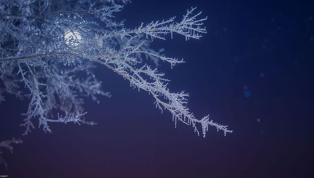 Moonlit frost-covered branch sparkling with crystal ice and icicles, backlit hoarfrost