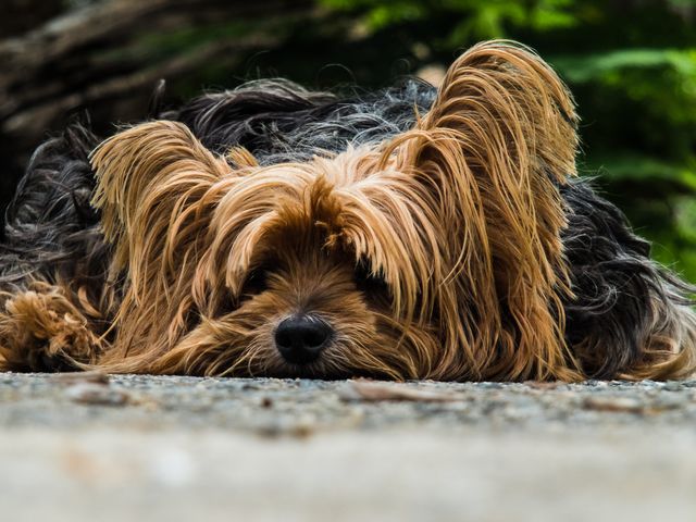 Yorkshire Terrier lying on ground outside in natural setting. Yorkie with fluffy, brown fur looking pensive. Ideal for pet care, animal love, dog grooming, or nature themes.