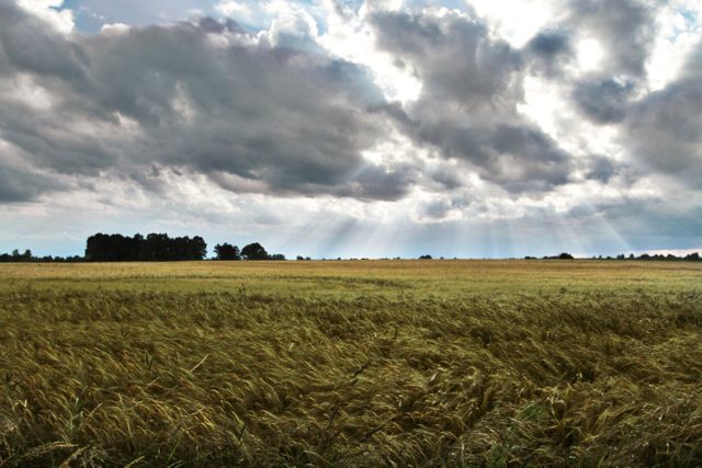 Sun Rays Piercing Through Clouds Over Wheat Field - Download Free Stock Photos Pikwizard.com