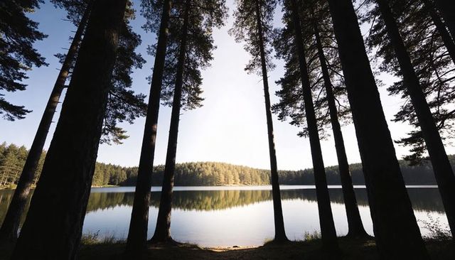 Sunlit Pine Silhouettes Framing Calm Forest Lake Reflection at Sunrise
