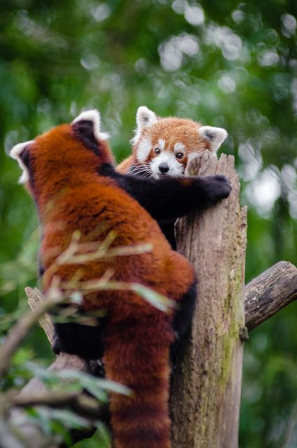 Red pandas interacting and climbing on a tree trunk in a lush forest. Their engaging behavior is perfect for depicting wildlife conservation, environmental awareness, and natural habitats. Suitable for use in educational materials, animal documentaries, and nature-themed publications.