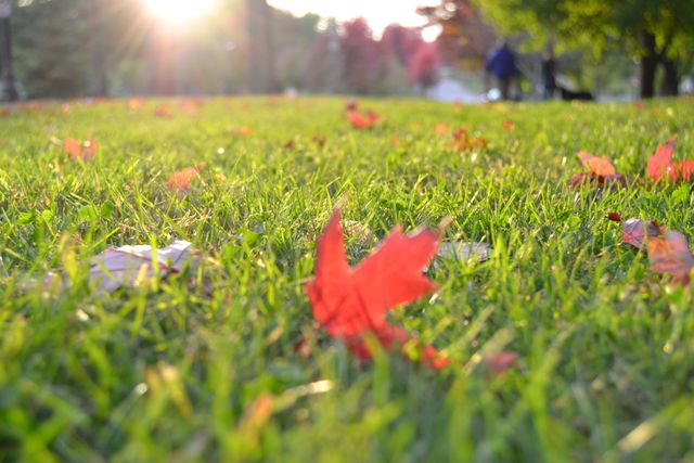 Fresh grass covered with a scattering of autumn leaves under warm sunset light, creating a tranquil scene perfect for themes of nature, change, and the beauty of fall. This image can be used in seasonal promotions, inspirational posts, or nature-related content.