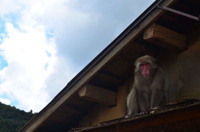 Japanese macaque, also known as a snow monkey, sitting on wooden rooftop against sky backdrop. Cloudy sky and tree-covered mountain in background. Ideal for wildlife articles, nature conservation content, travel blogs about Japan, or educational materials about primates.