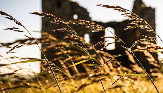 Golden backlit meadow grasses with dew droplets and ruined stone tower at sunset