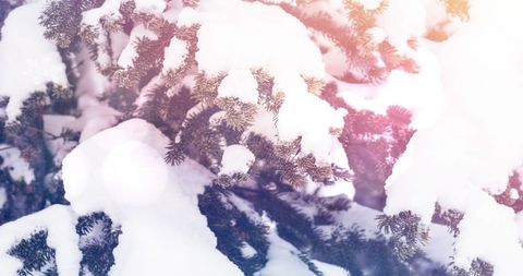 Majestic Snow-Covered Pine Branches in Winter Sunlight - Download Free Stock Images Pikwizard.com
