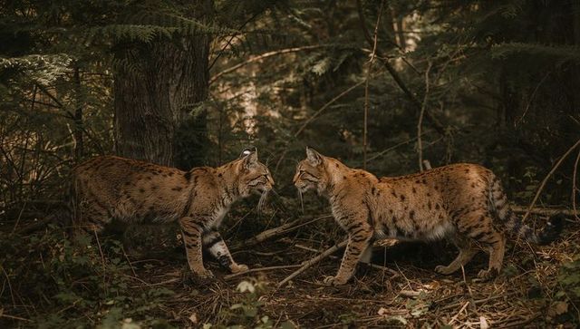 Wild lynx pair nuzzling on mossy forest floor, autumn woodland encounter with dappled light