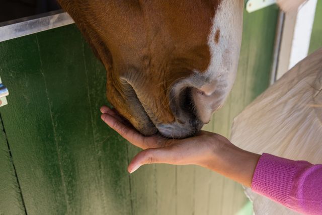 Cropped hand of woman feeding horse at stable