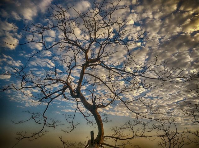 Silhouette of a bare tree against a dramatic sky during sunset. The vibrant colors of the sky and the detailed branches create a striking visual. Ideal for nature-inspired artwork, backgrounds for motivational quotes, or as a serene wall decor. Evokes feelings of peace, tranquility, and awe for nature's beauty.
