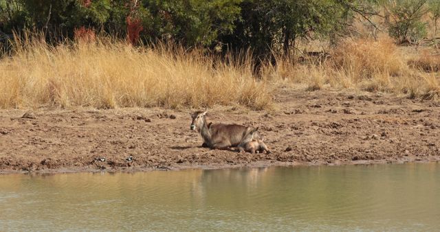 Mother antelope with baby resting by waterhole in natural habitat. Ideal for wildlife documentaries, nature blogs, and educational materials on African wildlife and animal behavior.