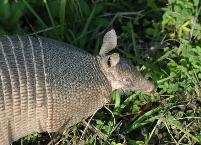 KENNEDY SPACE CENTER, FLA. --  Seen  at NASA's Kennedy Space Center, this nine-banded armadillo may be looking for food.  Introduced to Florida in the early 1900's, this species is found statewide in areas with dense ground cover and sandy soil. Nine bands of plates cover the body from shoulder to hip and 12 bands cover the long tail. It has a small, tapered head and snout and a long tongue. Its ears are long and hairless. It has sparse white hairs on its belly. Its diet is composed of insects, especially beetles, and other invertebrates plus some plant foods such as cedars and beautyberries. It is primarily nocturnal, sedentary, solitary and a burrower. It digs a series of dens. The multiple entrances are usually protected by stumps, palmettos, or trees. Many other animals also use armadillo dens.  KSC shares a boundary with the Merritt Island Wildlife Nature Refuge. The refuge is a habitat for more than 310 species of birds, 25 mammals, 117 fishes and 65 amphibians and reptiles. In addition, the Refuge supports 19 endangered or threatened wildlife species on Federal or State lists, more than any other single refuge in the U.S.  Photo credit: NASA/Ken Thornsley