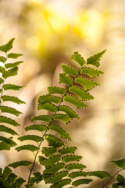 Close-up of fresh green fern leaves with delicate leaflets illuminated by sunlight. Ideal for use in nature-themed projects, presentations on botany, or backgrounds in environmental campaigns.
