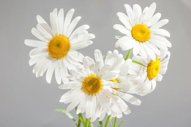 Close-up of several daisies with white petals and bright yellow centers on green stems. Perfect for use in nature-themed projects, gardening blogs, floral arrangement advertisements, and springtime event promotions.