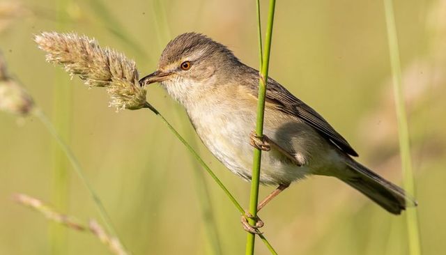 Small songbird perching on reed inspecting fluffy seed head in sunlit wet meadow