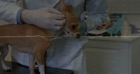 Veterinarian Examines Chihuahua in Clinical Setting with Stethoscope