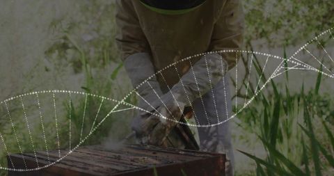 Beekeeper tending hive with dna helix overlay in organic garden
