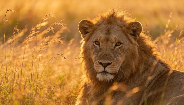 Male lion resting in golden savannah grass during backlit golden hour with whisker tag
