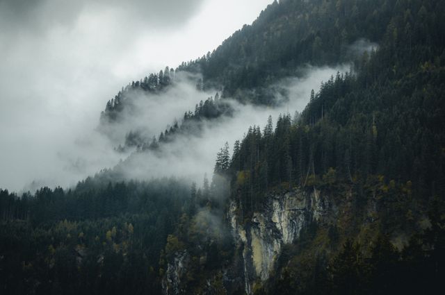 Misty Forested Mountain Slope with Dense Fir Trees - Download Free Stock Photos Pikwizard.com
