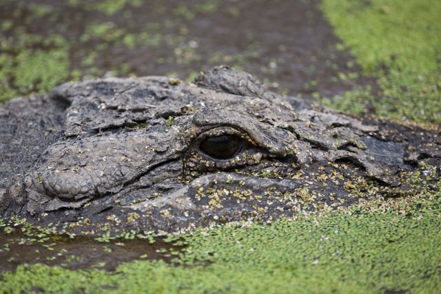 Alligator Eye Close-Up in Marshy Waters at Merritt Island Wildlife Refuge - Download Free Stock Photos Pikwizard.com