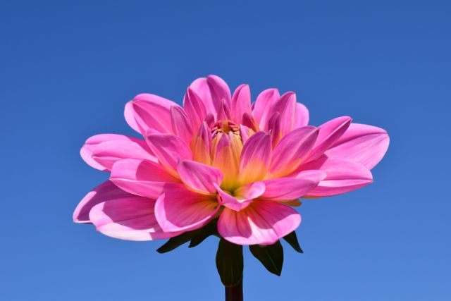 This image features a vibrant pink dahlia flower in full bloom set against a clear blue sky. The striking contrast between the flower's delicate petals and the plain sky creates a refreshing and invigorating visual appeal. Ideal for nature-themed projects, floral advertisements, website backgrounds, gardening blogs, or any design that needs a touch of natural beauty.