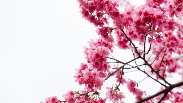 Beautiful Pink Cherry Blossom Tree Branch Against Clear Sky - Download Free Stock Photos Pikwizard.com