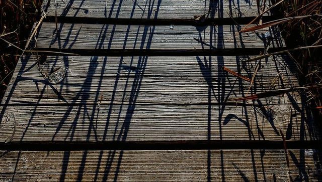 Weathered wood boardwalk planks casting reed shadows and rustic fasteners