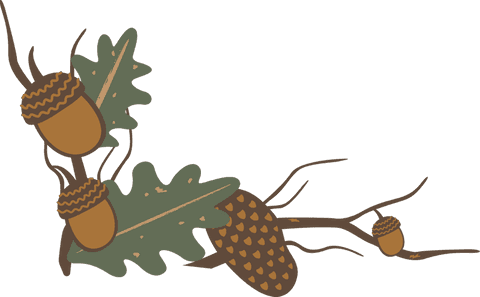 transparent oak branch with acorns and seed pod illustration - Download Free Stock Videos Pikwizard.com
