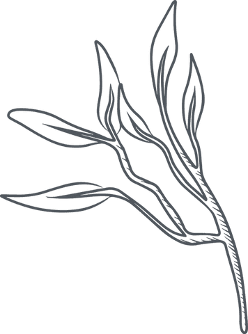 elegant botanical line design branch with transparent background - Download Free Stock Videos Pikwizard.com