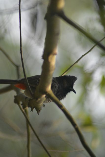 Small bird with dark plumage resting on a tree branch in a forest. Useful for nature, wildlife, conservation, and outdoor themes. Ideal for illustrating articles about birds, ecosystems, and habitat conservation.