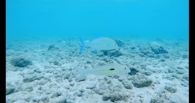 This image shows two tropical fish swimming over a coral reef in clear blue ocean water. It is suitable for projects related to marine biology, ocean conservation, scuba diving advertisements, and educational materials about underwater ecosystems.