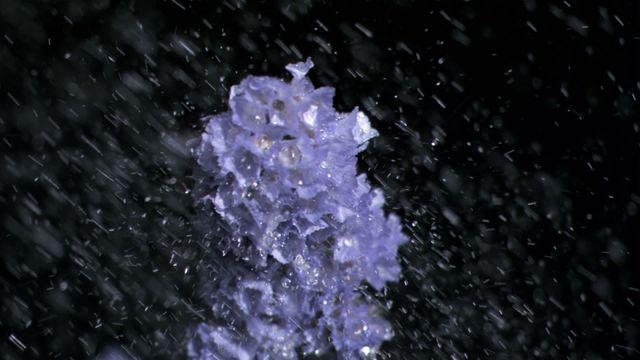 Purple flowers being soaked, displaying water droplets in super slow motion against a black background. Perfect for nature and beauty themes, floral-related designs, environmental projects, or any visual content highlighting high-speed photography and water dynamics.