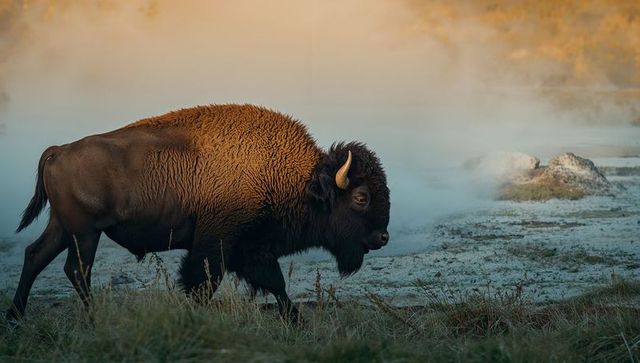 Lone american bison walking through misty marsh at sunrise with fog and wet grasses
