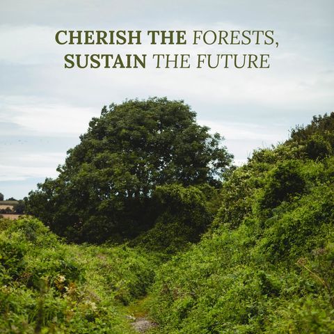 cherish forests sustain future environmental message - Download Free Stock Templates Pikwizard.com