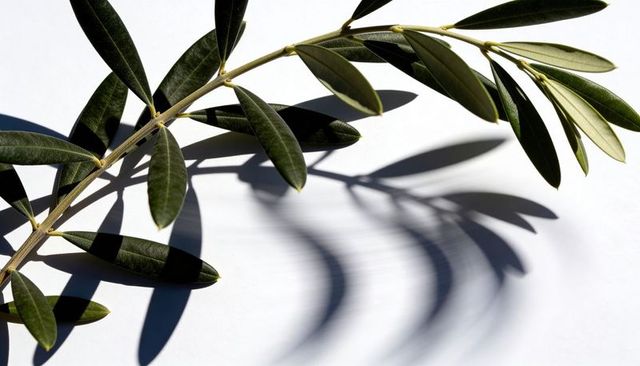 Olive twig casting sculptural lanceolate leaf shadows on white minimal backdrop
