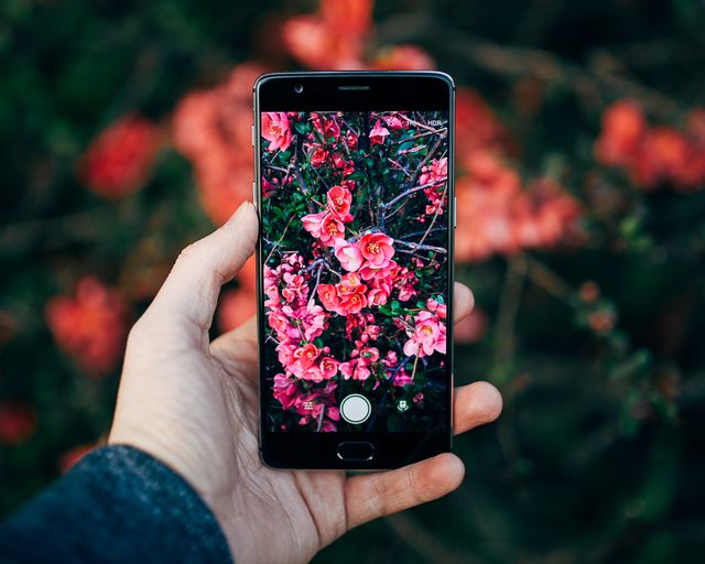 Ideal for use in articles or campaigns related to photography, nature appreciation, technology, and smartphone usage for capturing moments. Great visual for blogs on mobile photography tips or for smartphone marketing materials highlighting camera capabilities.