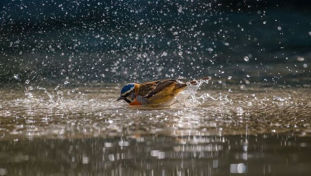 Colorful songbird bathing and splashing in sunlit pond with suspended water droplets